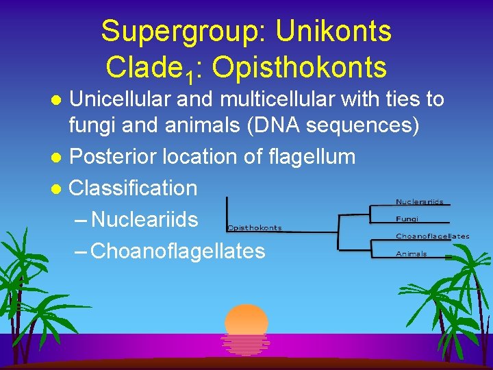 Supergroup: Unikonts Clade 1: Opisthokonts Unicellular and multicellular with ties to fungi and animals