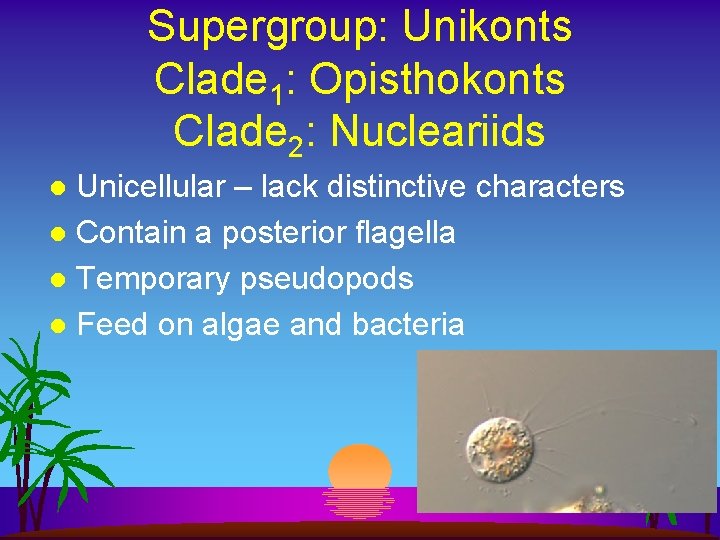 Supergroup: Unikonts Clade 1: Opisthokonts Clade 2: Nucleariids Unicellular – lack distinctive characters l