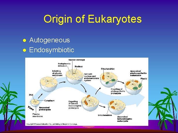 Origin of Eukaryotes l l Autogeneous Endosymbiotic 