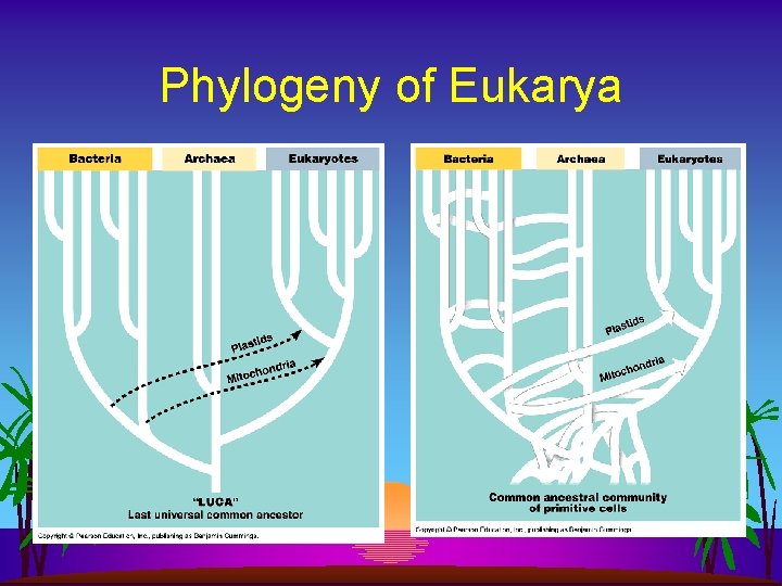 Phylogeny of Eukarya 