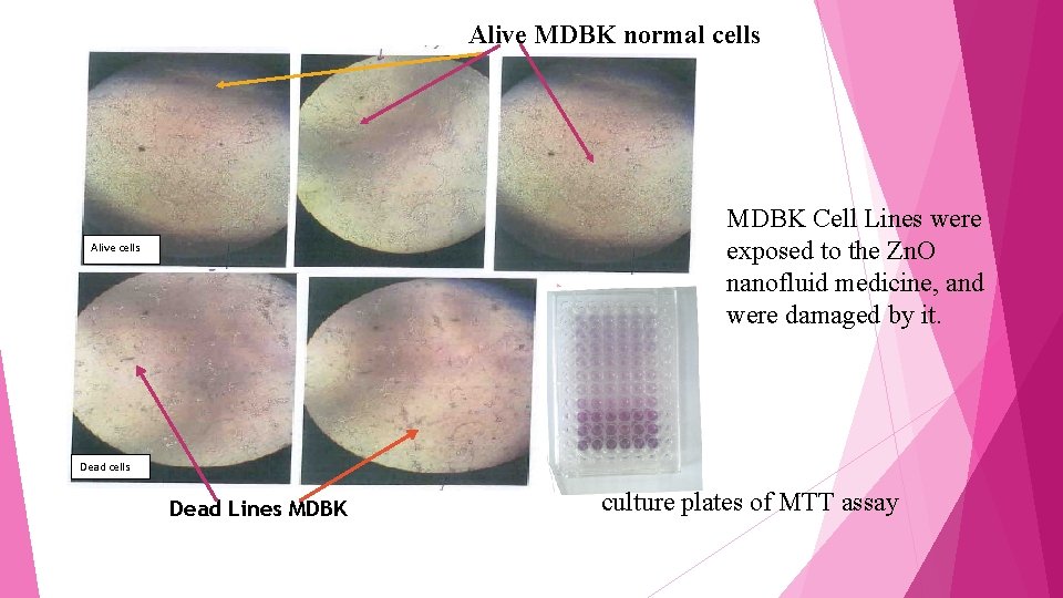 Alive MDBK normal cells MDBK Cell Lines were exposed to the Zn. O nanofluid