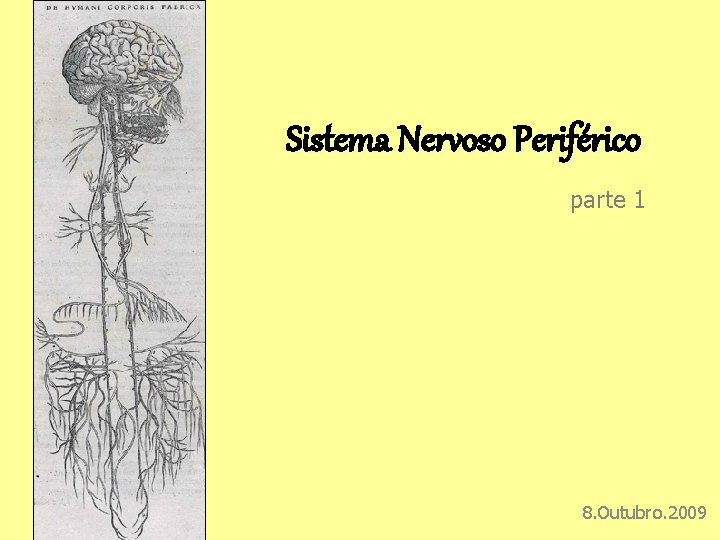 Sistema Nervoso Periférico parte 1 8. Outubro. 2009 