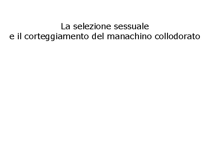 La selezione sessuale e il corteggiamento del manachino collodorato 