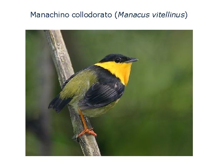 Manachino collodorato (Manacus vitellinus) 