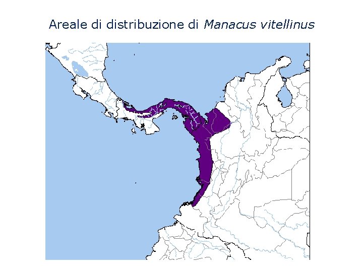 Areale di distribuzione di Manacus vitellinus 