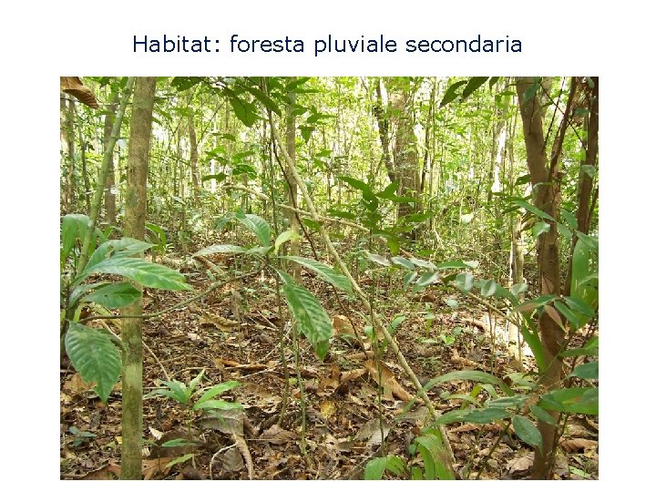 Habitat: foresta pluviale secondaria 