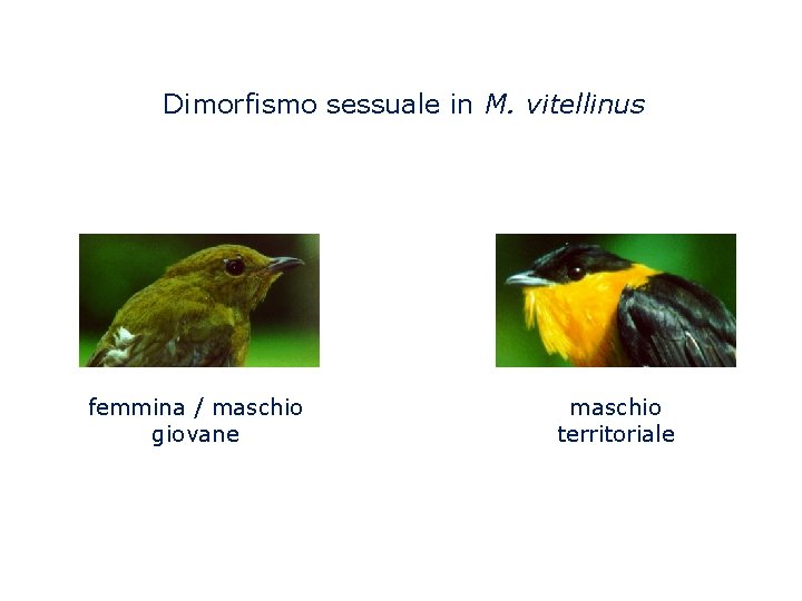 Dimorfismo sessuale in M. vitellinus femmina / maschio giovane maschio territoriale 