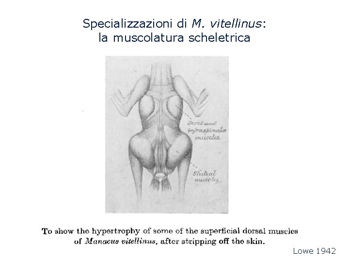 Specializzazioni di M. vitellinus: la muscolatura scheletrica Lowe 1942 