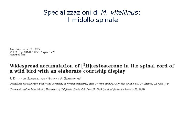 Specializzazioni di M. vitellinus: il midollo spinale 