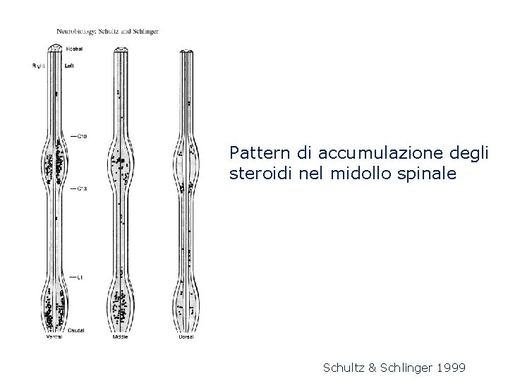 Pattern di accumulazione degli steroidi nel midollo spinale Schultz & Schlinger 1999 