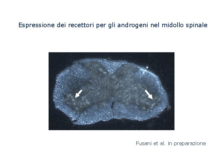 Espressione dei recettori per gli androgeni nel midollo spinale Fusani et al. in preparazione