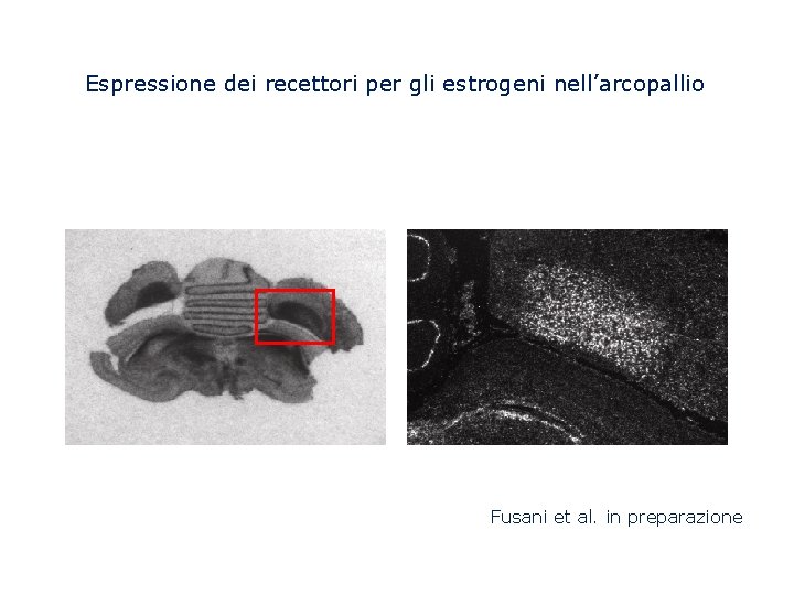 Espressione dei recettori per gli estrogeni nell’arcopallio Fusani et al. in preparazione 