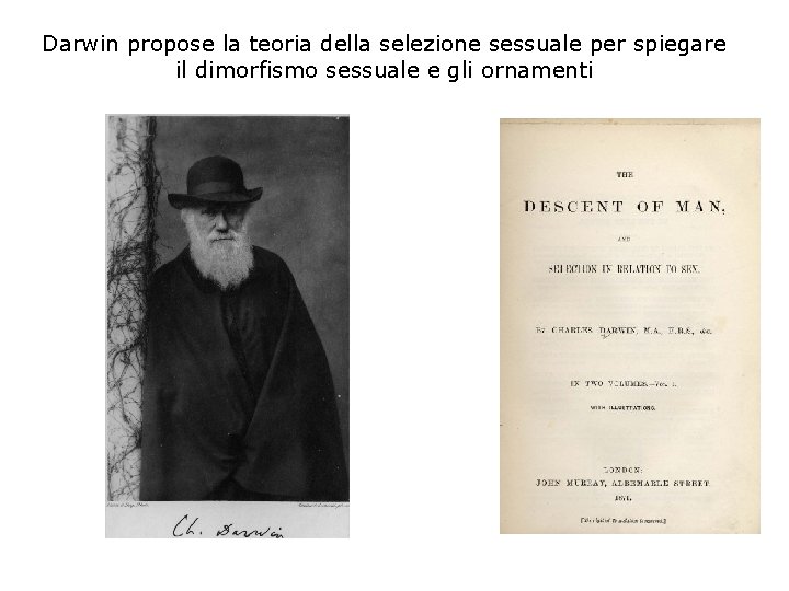 Darwin propose la teoria della selezione sessuale per spiegare il dimorfismo sessuale e gli