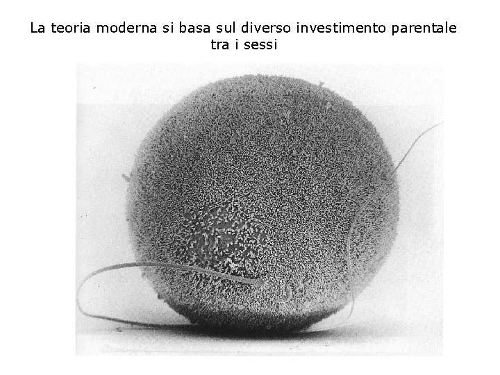 La teoria moderna si basa sul diverso investimento parentale tra i sessi 