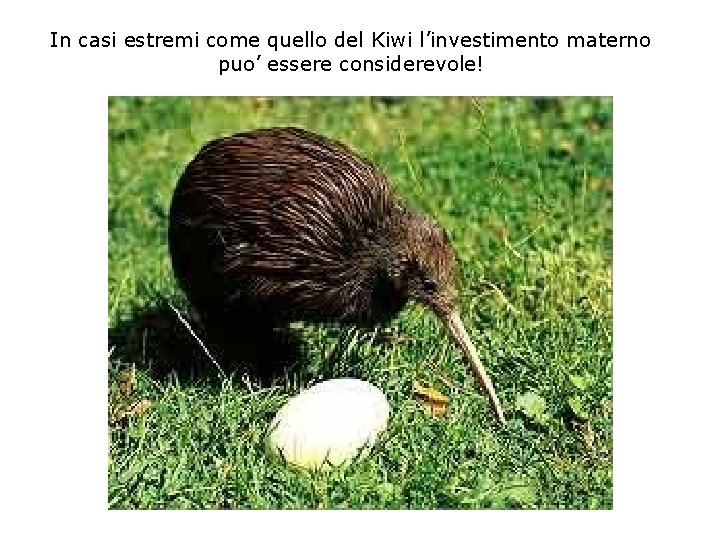 In casi estremi come quello del Kiwi l’investimento materno puo’ essere considerevole! 