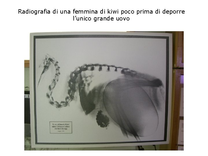 Radiografia di una femmina di kiwi poco prima di deporre l’unico grande uovo 