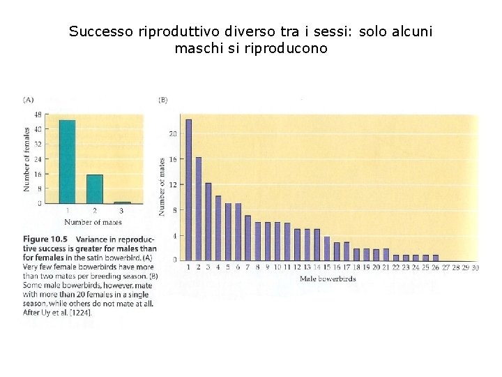 Successo riproduttivo diverso tra i sessi: solo alcuni maschi si riproducono 