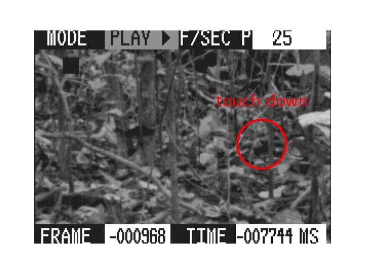 touch down 