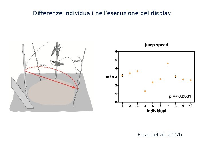 Differenze individuali nell’esecuzione del display Fusani et al. 2007 b 