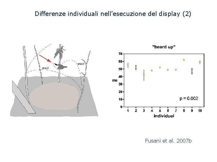 Differenze individuali nell’esecuzione del display (2) Fusani et al. 2007 b 