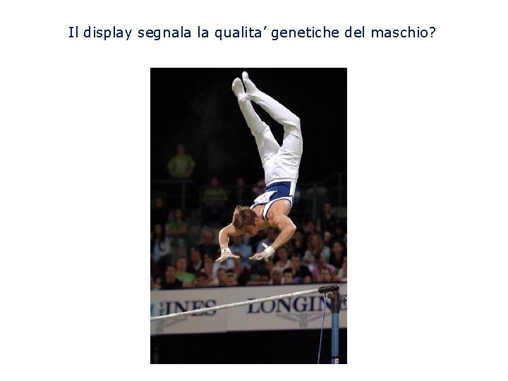 Il display segnala la qualita’ genetiche del maschio? 