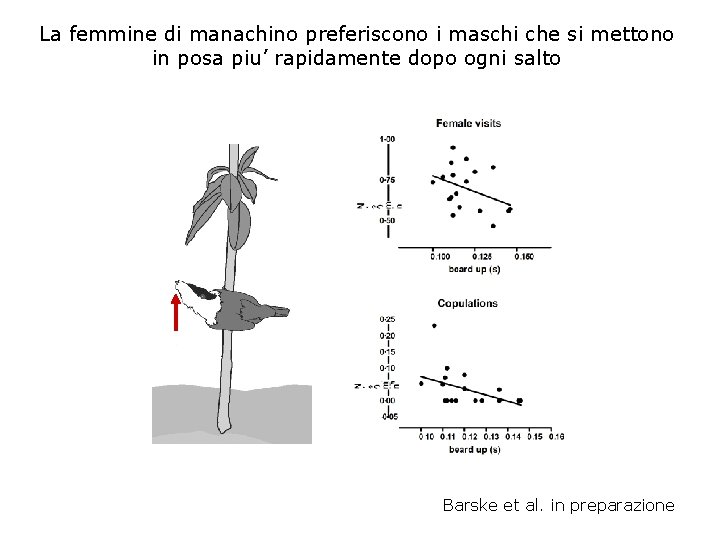 La femmine di manachino preferiscono i maschi che si mettono in posa piu’ rapidamente