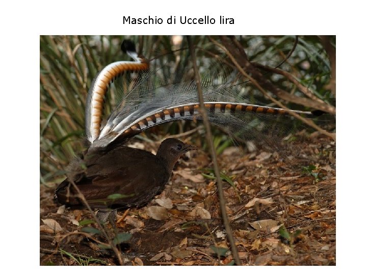 Maschio di Uccello lira 