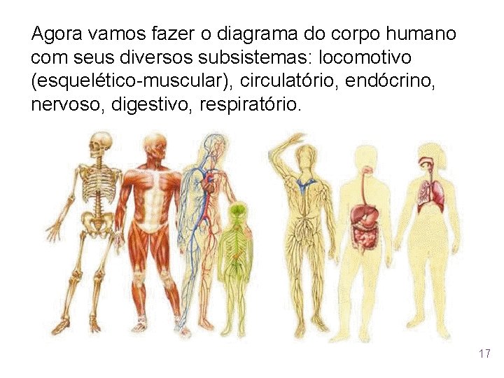 Agora vamos fazer o diagrama do corpo humano com seus diversos subsistemas: locomotivo (esquelético-muscular),