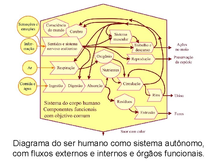 Diagrama do ser humano como sistema autônomo, com fluxos externos e internos e órgãos