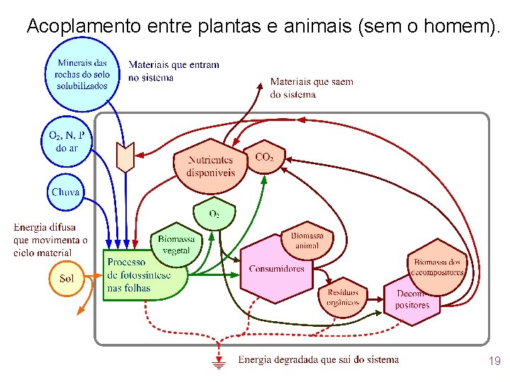 Acoplamento entre plantas e animais (sem o homem). 19 