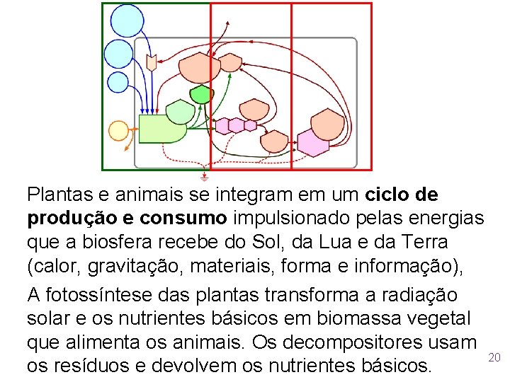 Plantas e animais se integram em um ciclo de produção e consumo impulsionado pelas