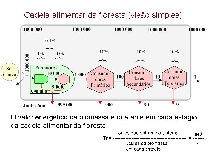 Cadeia alimentar da floresta (visão simples). O valor energético da biomassa é diferente em