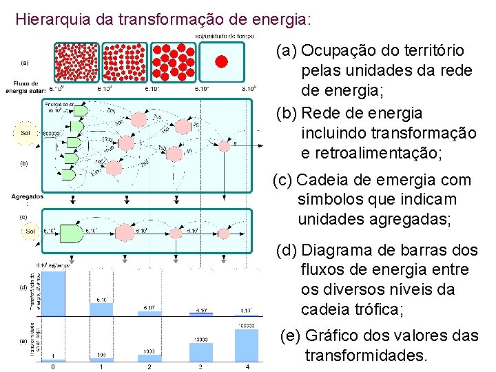 Hierarquia da transformação de energia: (a) Ocupação do território pelas unidades da rede de