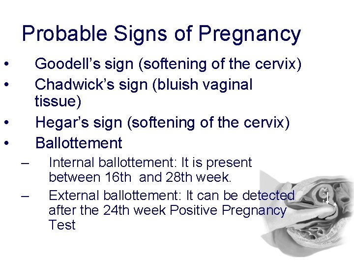 Probable Signs of Pregnancy • • Goodell’s sign (softening of the cervix) Chadwick’s sign Probable Signs of Pregnancy • • Goodell’s sign (softening of the cervix) Chadwick’s sign