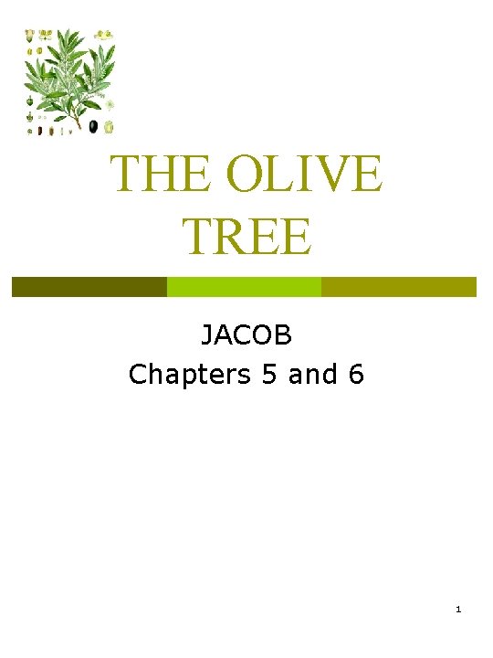 THE OLIVE TREE JACOB Chapters 5 and 6 1 