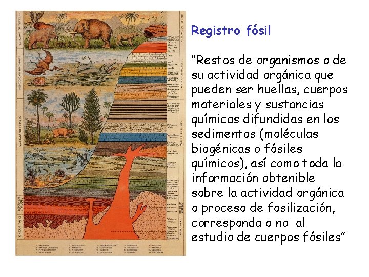 Registro fósil “Restos de organismos o de su actividad orgánica que pueden ser huellas,