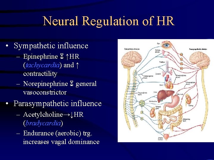 Neural Regulation of HR • Sympathetic influence – Epinephrine ↑HR (tachycardia) and ↑ contractility