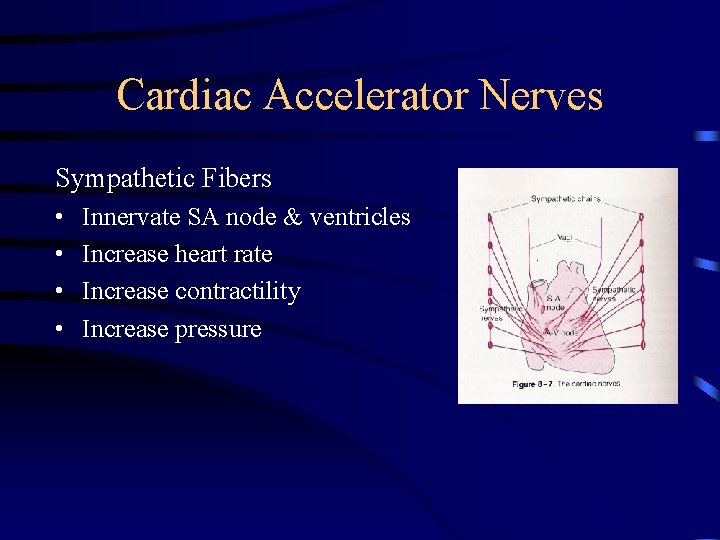 Cardiac Accelerator Nerves Sympathetic Fibers • • Innervate SA node & ventricles Increase heart