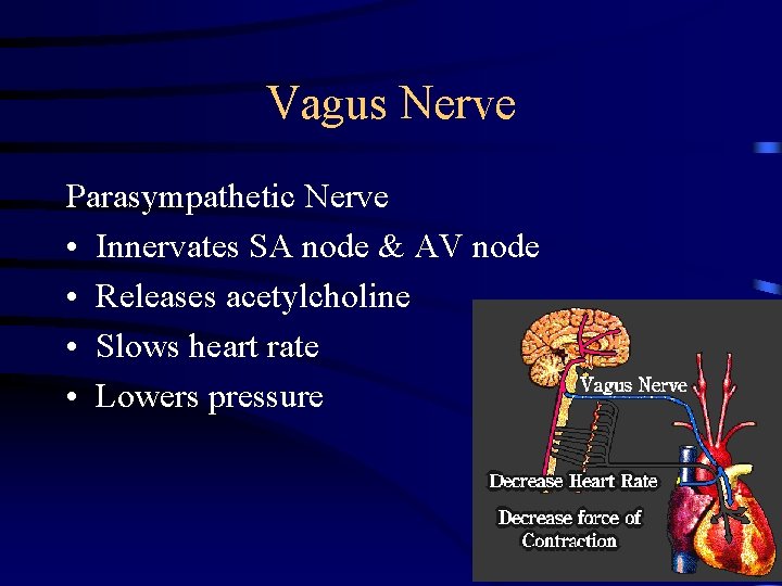 Vagus Nerve Parasympathetic Nerve • Innervates SA node & AV node • Releases acetylcholine