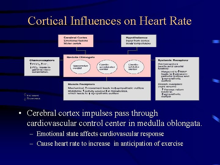 Cortical Influences on Heart Rate • Cerebral cortex impulses pass through cardiovascular control center