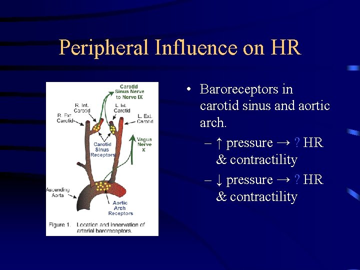 Peripheral Influence on HR • Baroreceptors in carotid sinus and aortic arch. – ↑