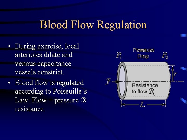 Blood Flow Regulation • During exercise, local arterioles dilate and venous capacitance vessels constrict.