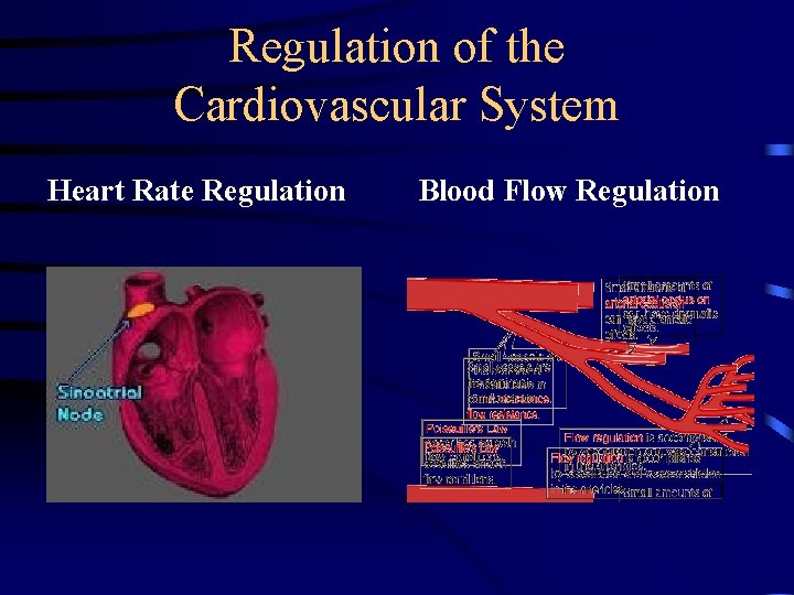 Regulation of the Cardiovascular System Heart Rate Regulation Blood Flow Regulation 