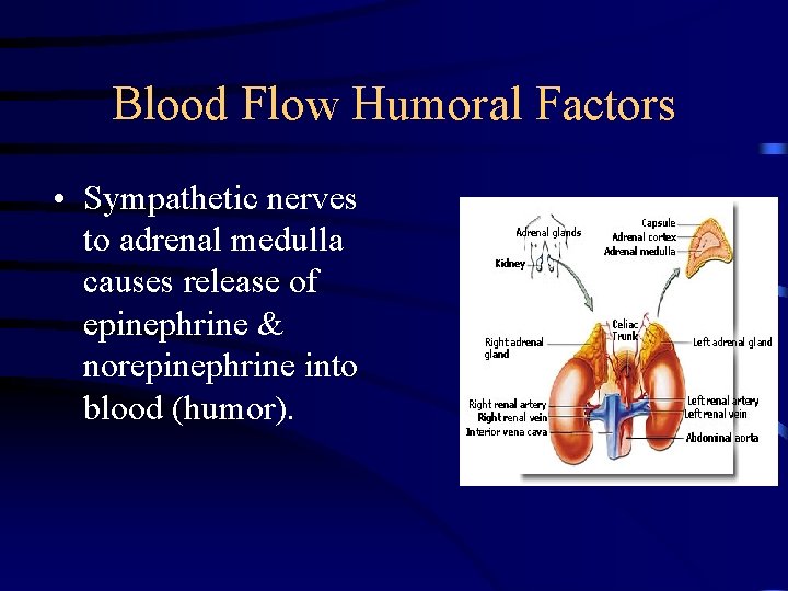 Blood Flow Humoral Factors • Sympathetic nerves to adrenal medulla causes release of epinephrine