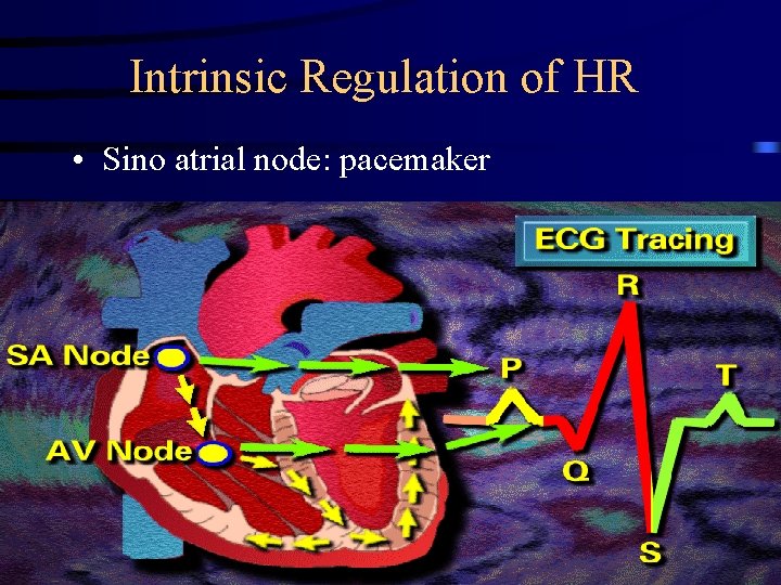 Intrinsic Regulation of HR • Sino atrial node: pacemaker 