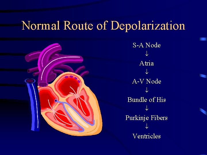 Normal Route of Depolarization S-A Node Atria A-V Node Bundle of His Purkinje Fibers