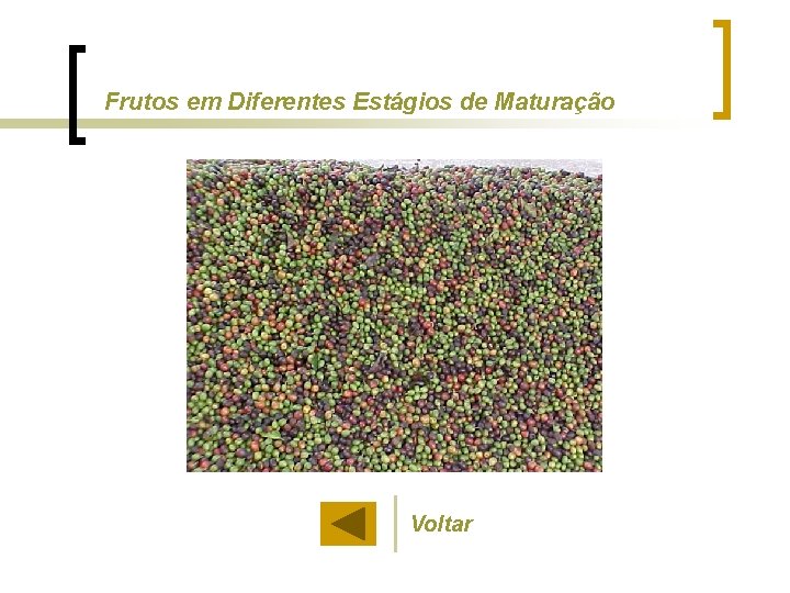 Frutos em Diferentes Estágios de Maturação Voltar 