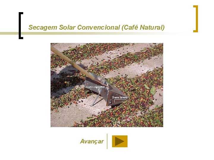 Secagem Solar Convencional (Café Natural) Avançar 