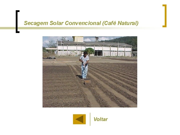 Secagem Solar Convencional (Café Natural) Voltar 
