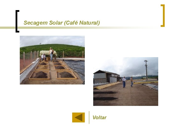 Secagem Solar (Café Natural) Voltar 